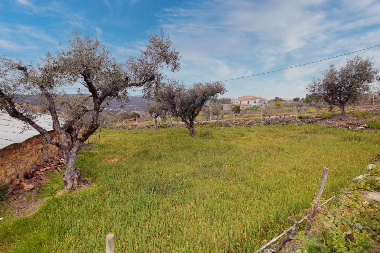 Pomar Das Oliveiras - Private Swimming Pool - Free Ev Chrg - Pet Friendly Carvalhal  المظهر الخارجي الصورة